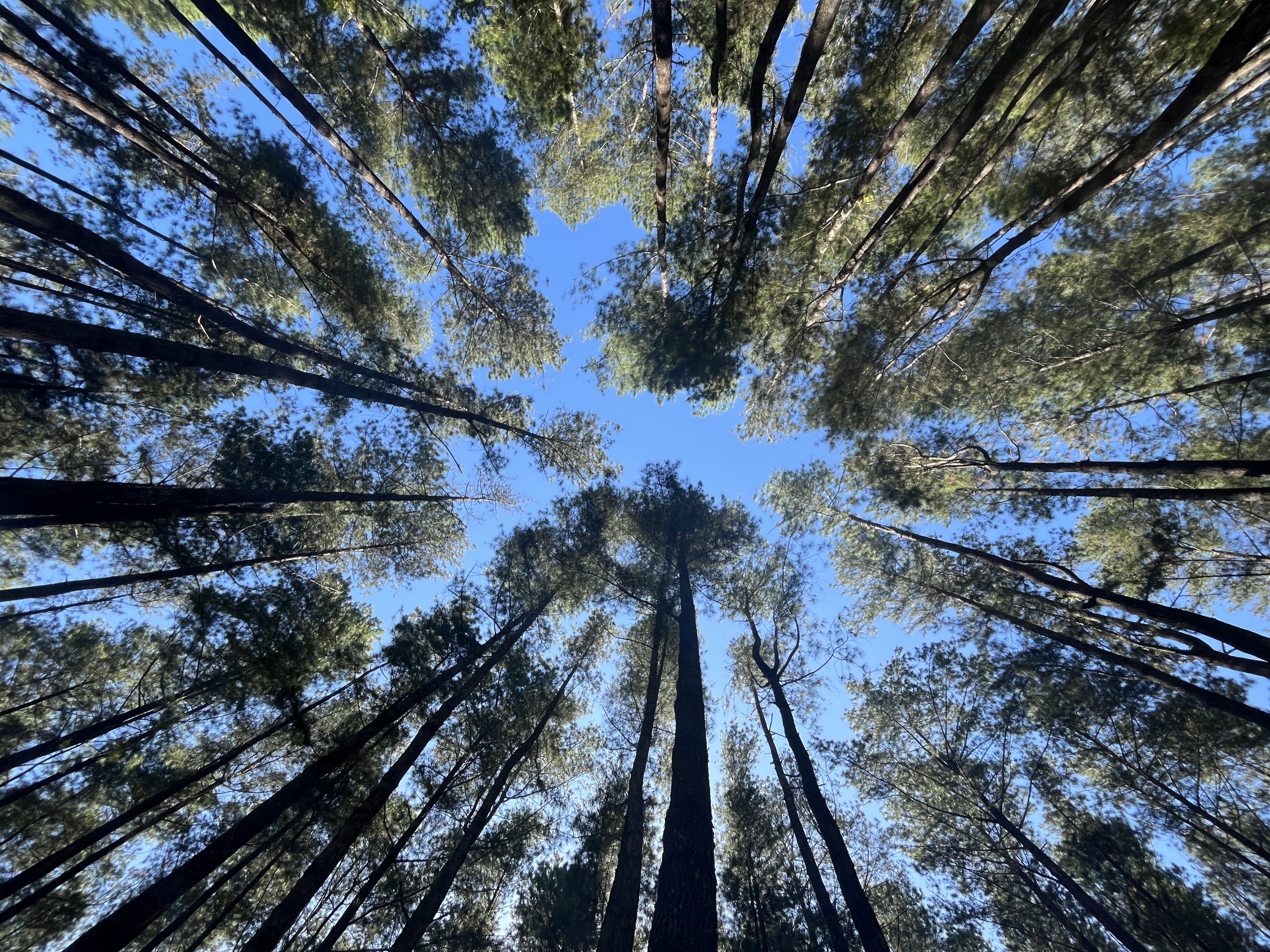 Lorem Ipsum Example News